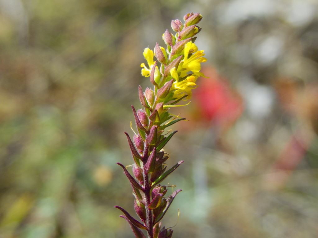 Odontites luteus (L.)